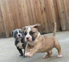pitbull puppies price in jaipur