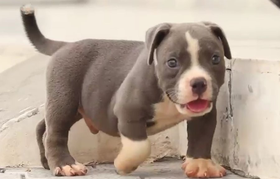 pitbull dog price in jaipur