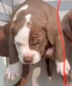 buy pitbull puppies online in jaipur