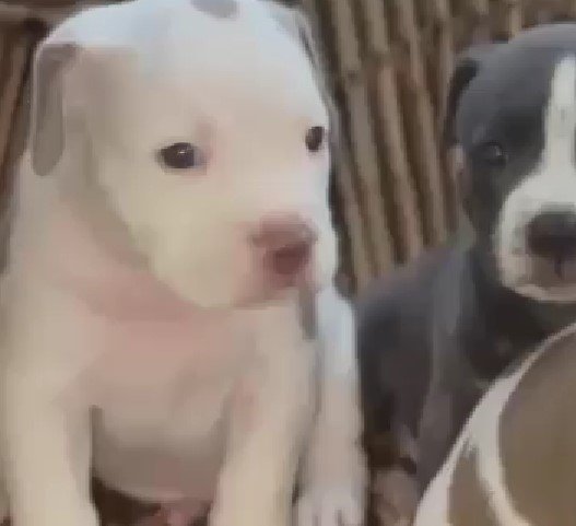 pitbull dog kennel in jaipur