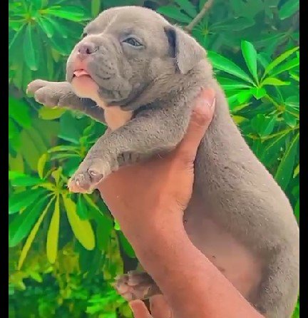 pitbull dog breeder in jaipur