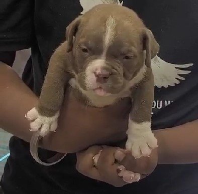 pitbull pet shop in jaipur