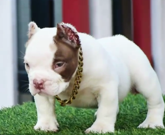 Pitbull pet shop in pune