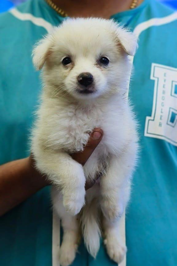 Champion line pomeranian puppies for sale in bangalore