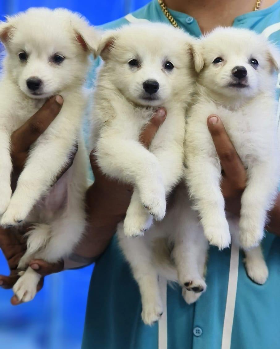 Pomeranian male puppies for sale in bangalore