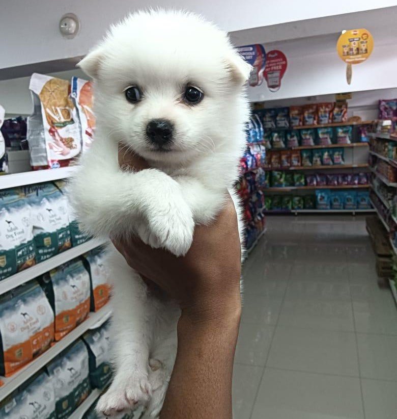 Pomeranian male puppies price in bangalore