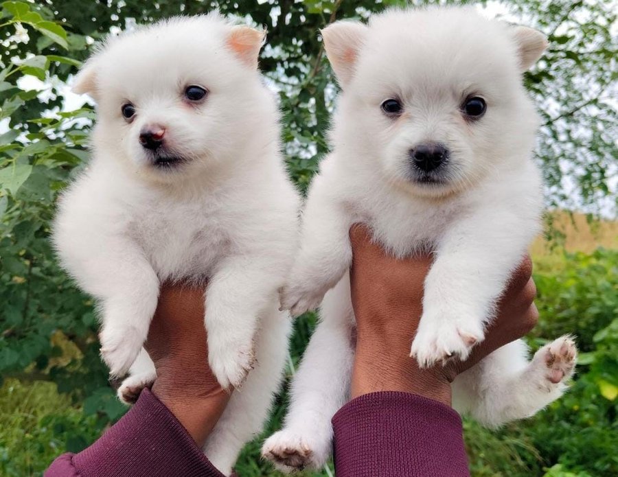 pomeranian puppies price in chennai