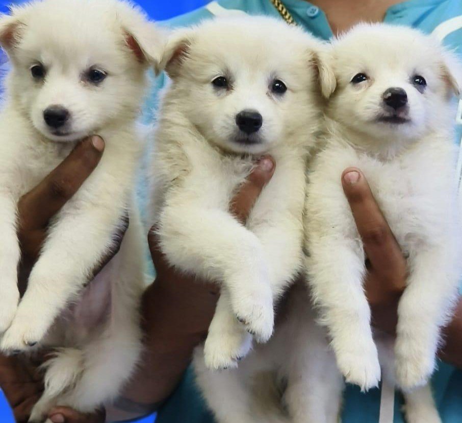 pomeranian male puppy for sale in chennai