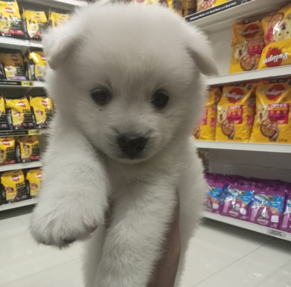 pomeranian female puppy price in chennai
