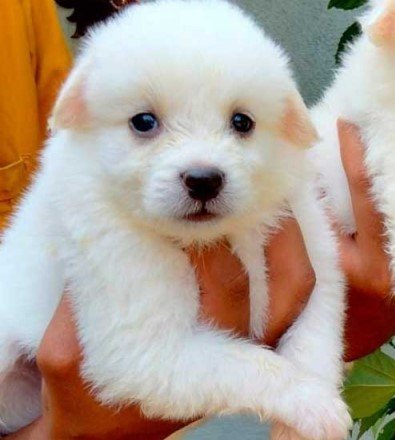 pomeranian dog breeder in chennai
