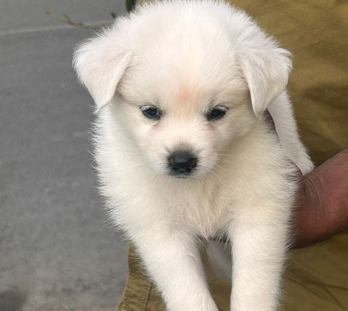 pomeranian pet shop in chennai