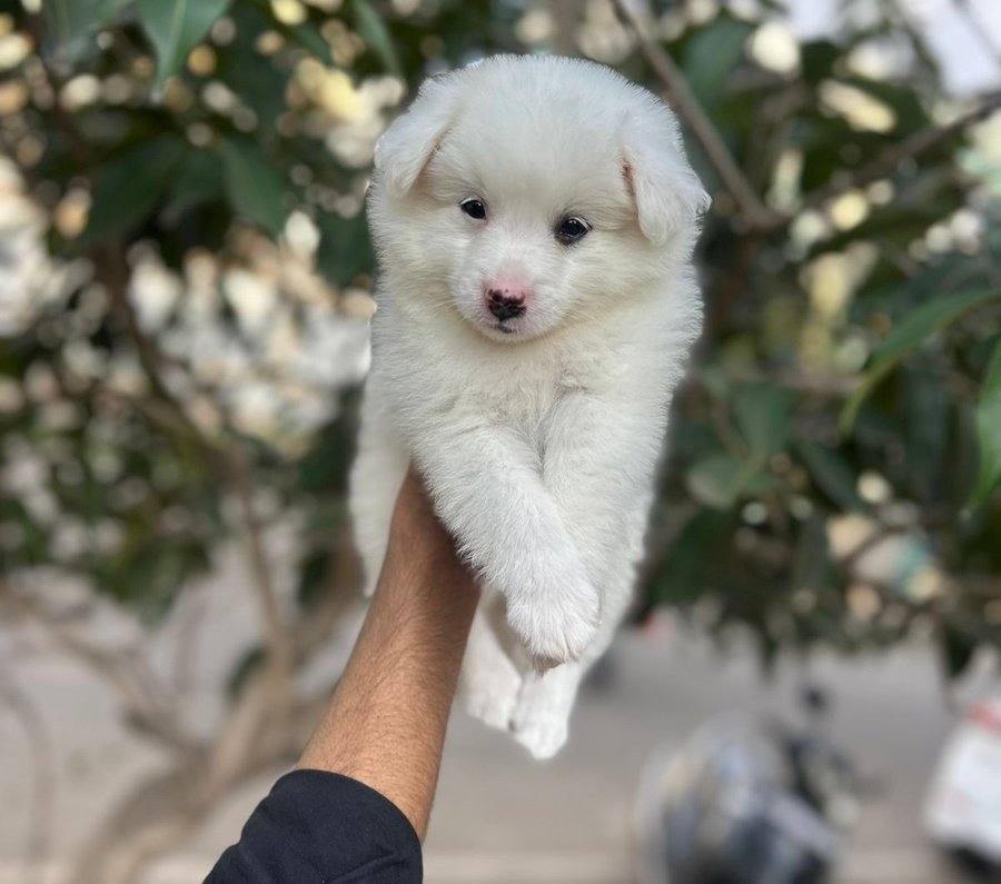 pomeranian dog price in chennai