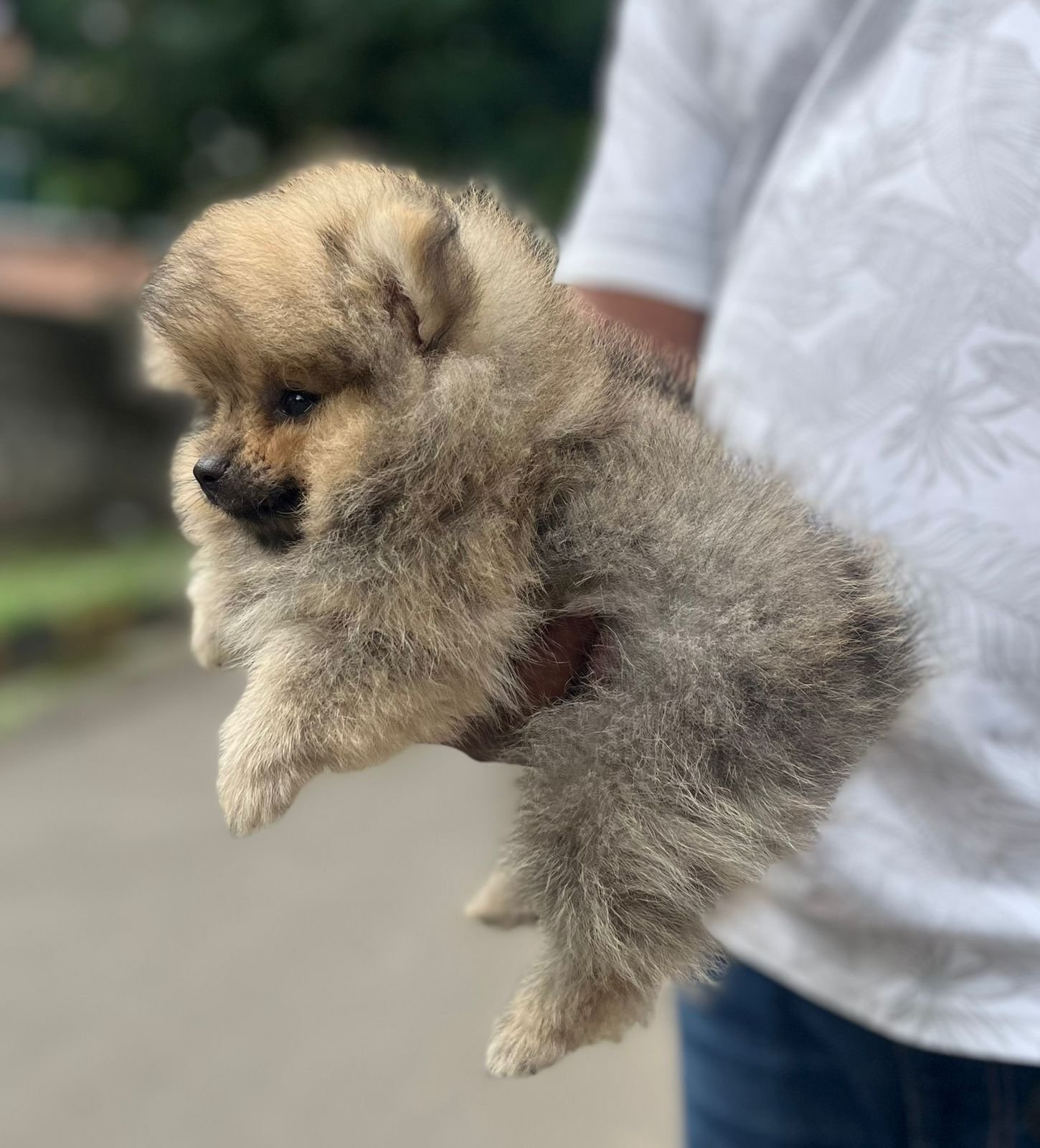 pomeranian puppies for sale in goa
