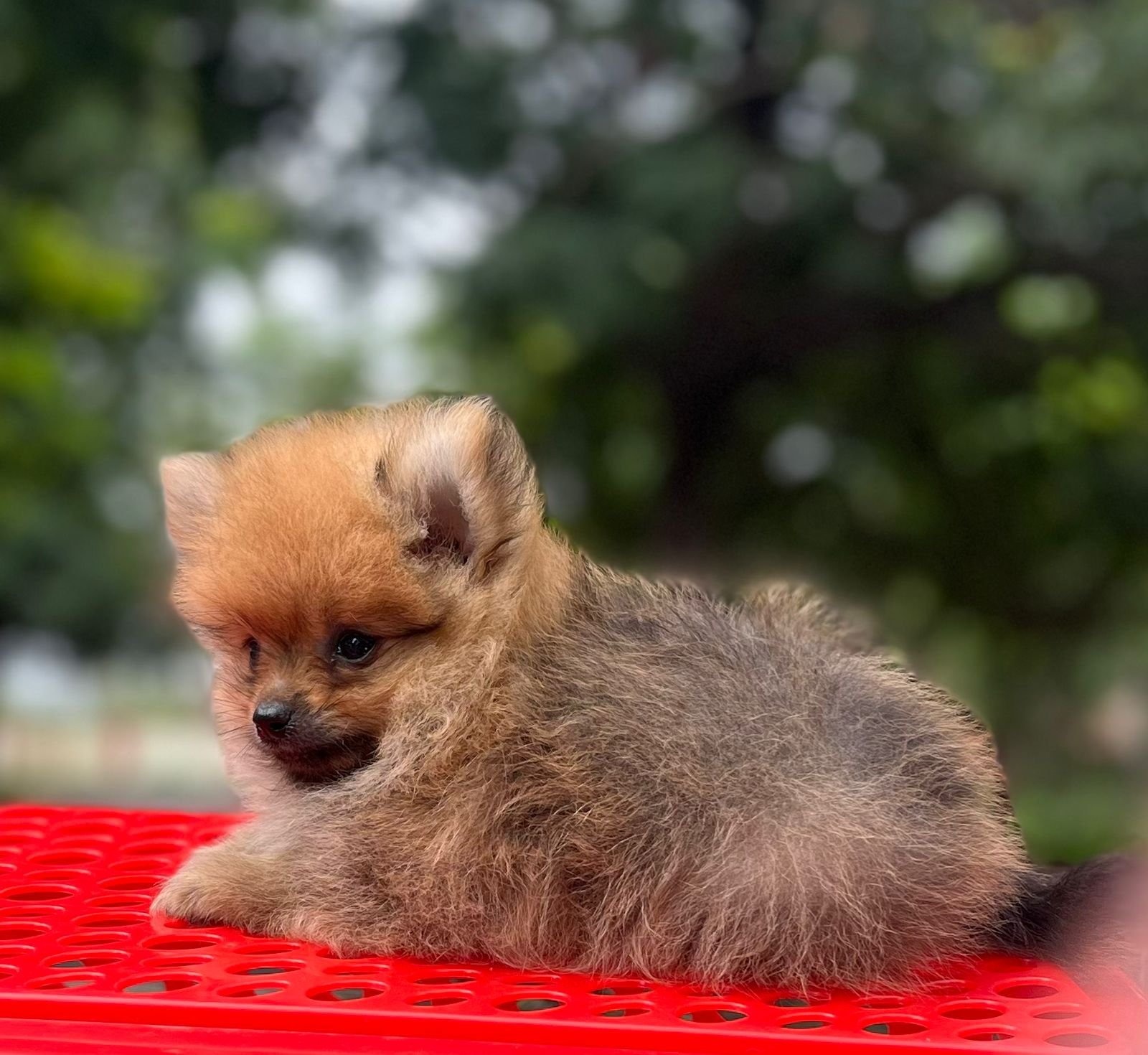 pomeranian puppy price in goa