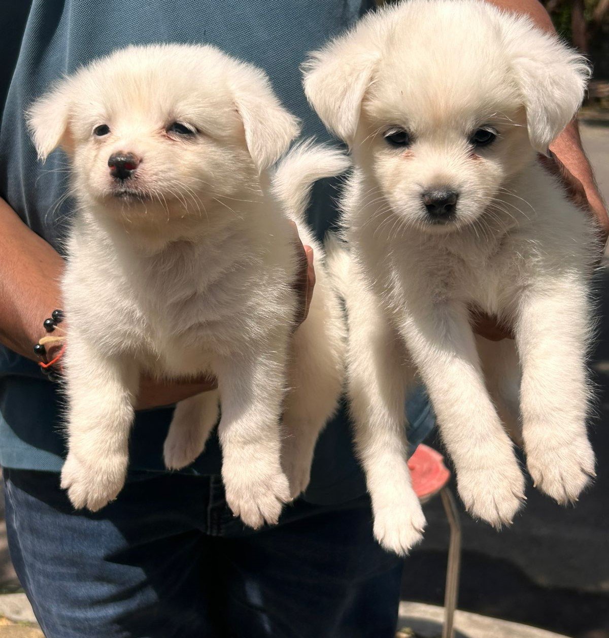 pomeranian dog breeder in goa