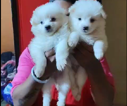 pomeranian pet shop in goa