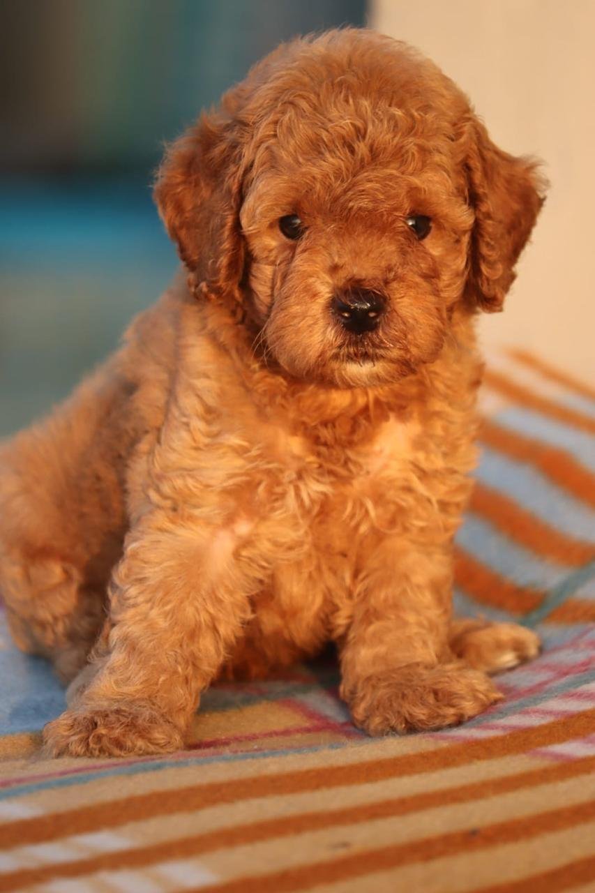 Poodle male puppies for sale in bangalore