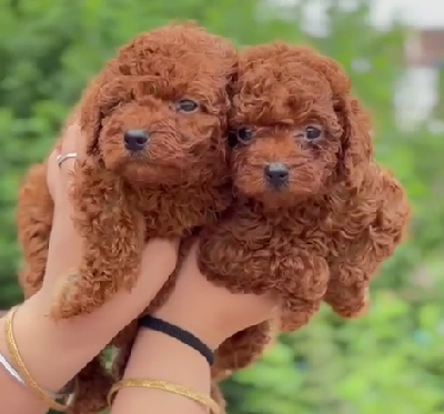 Champion line poodle puppies for sale in bangalore