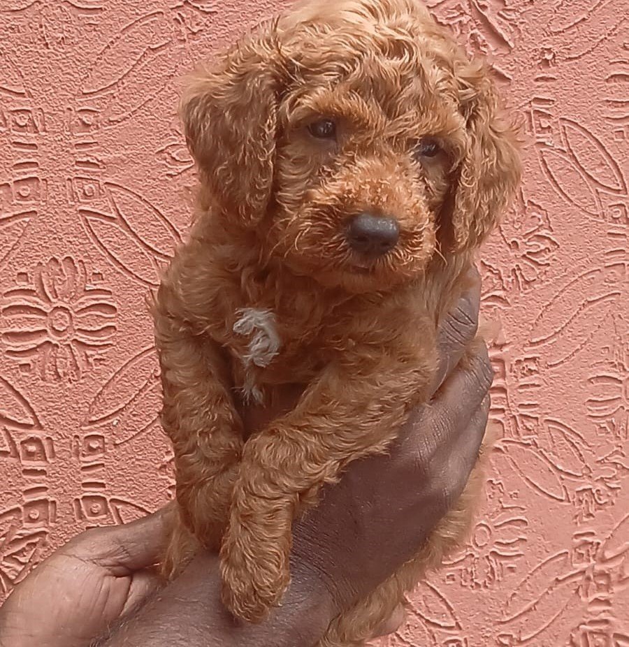 poodle dog breeder in chennai