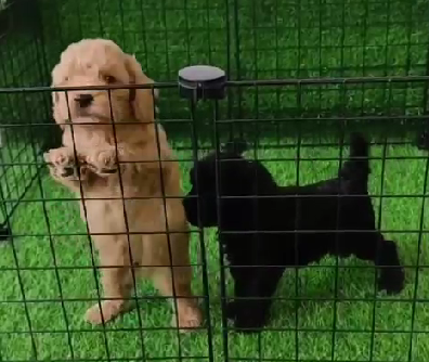 poodle dog breeder in goa