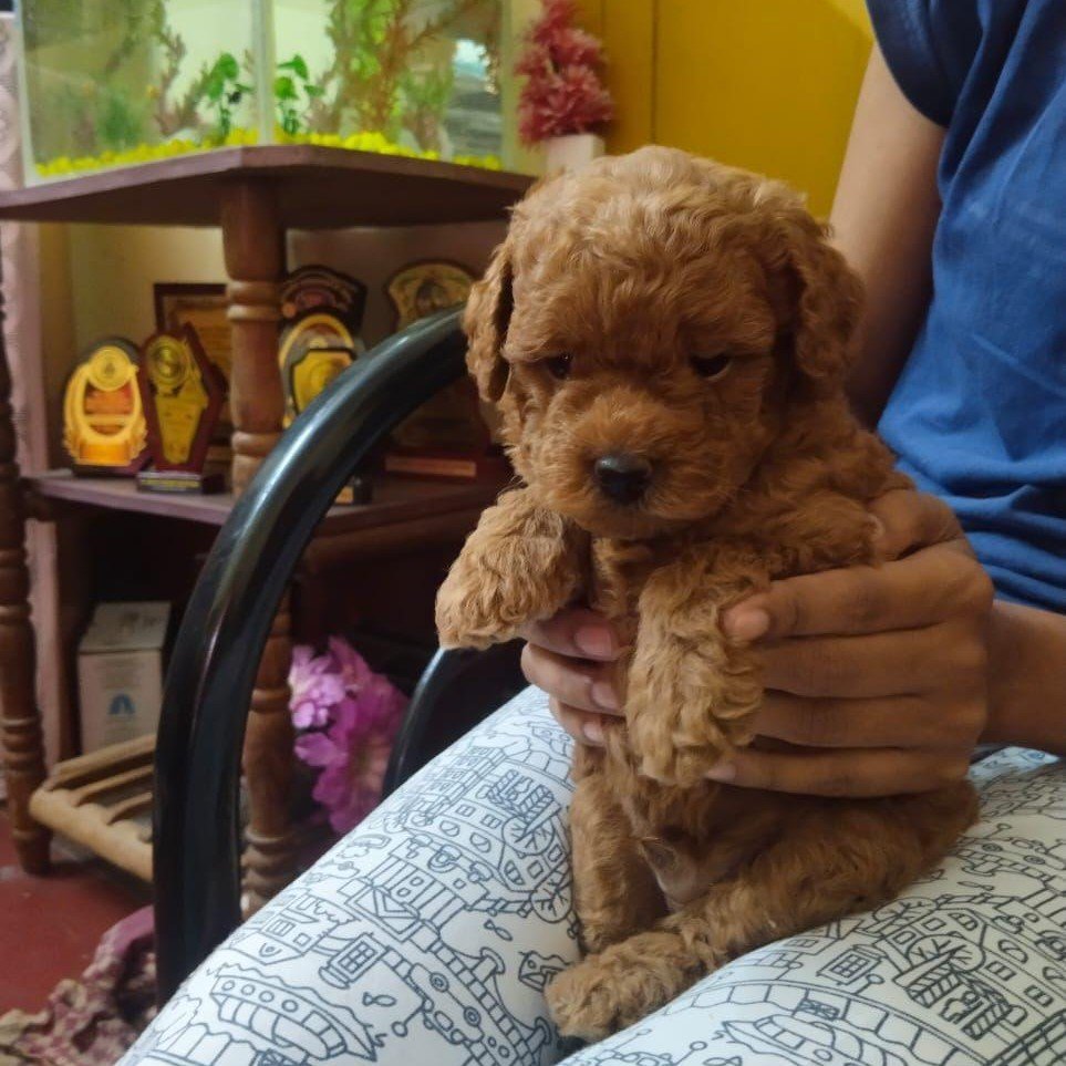 Poodle male puppy price in hyderabad