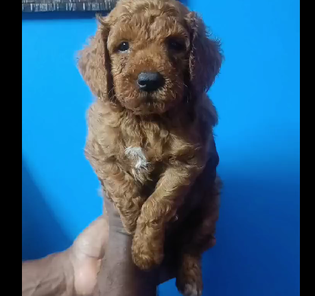 Poodle male puppy price in pune