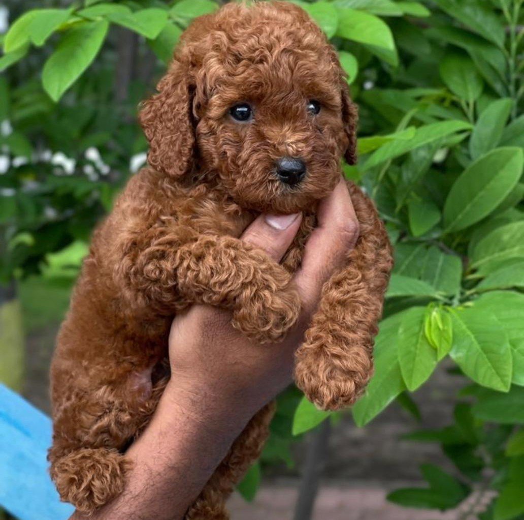 Poodle female price in pune