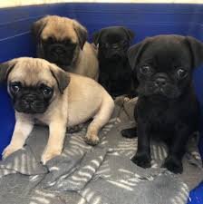 Pug male puppies price in mumbai