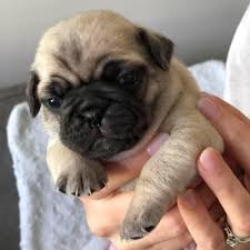 Champion line puppies for sale in mumbai
