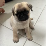 Pug male puppies price in ahmedabad
