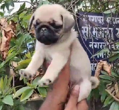 pug female price in chennai