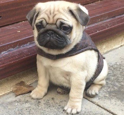 buy pug puppies online in jaipur
