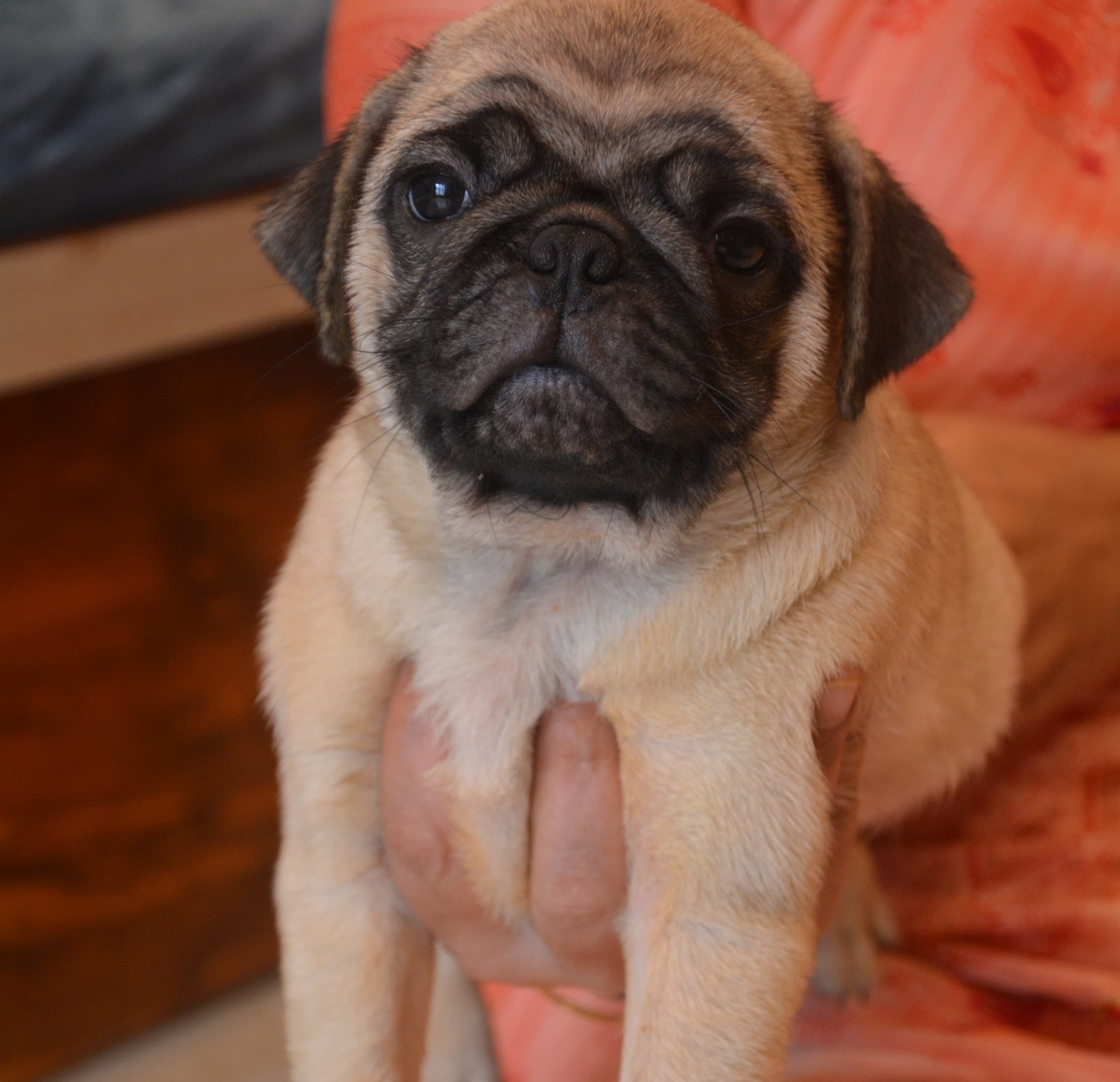 Pug male puppies price in pune