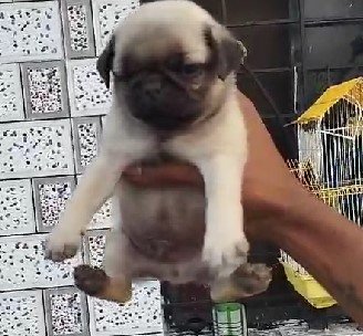 buy pug puppies online in vizag