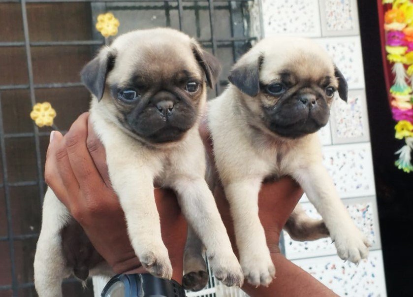 champion bloodline pug puppies price in vizag 