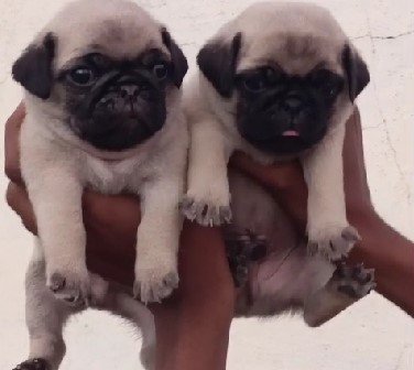 Pug dog price in vizag