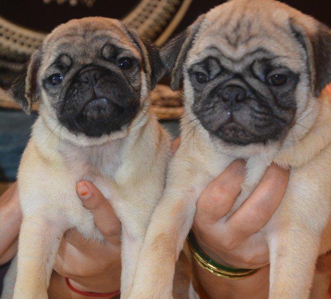 pug male puppies for sale in vizag