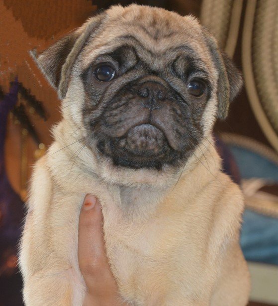 pug female puppies price in vizag