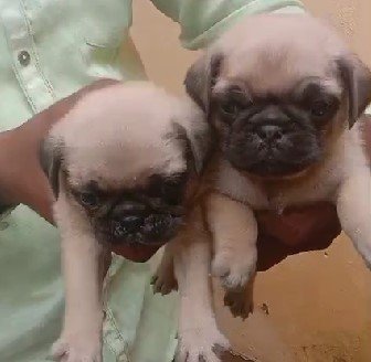pug pet shop in vizag