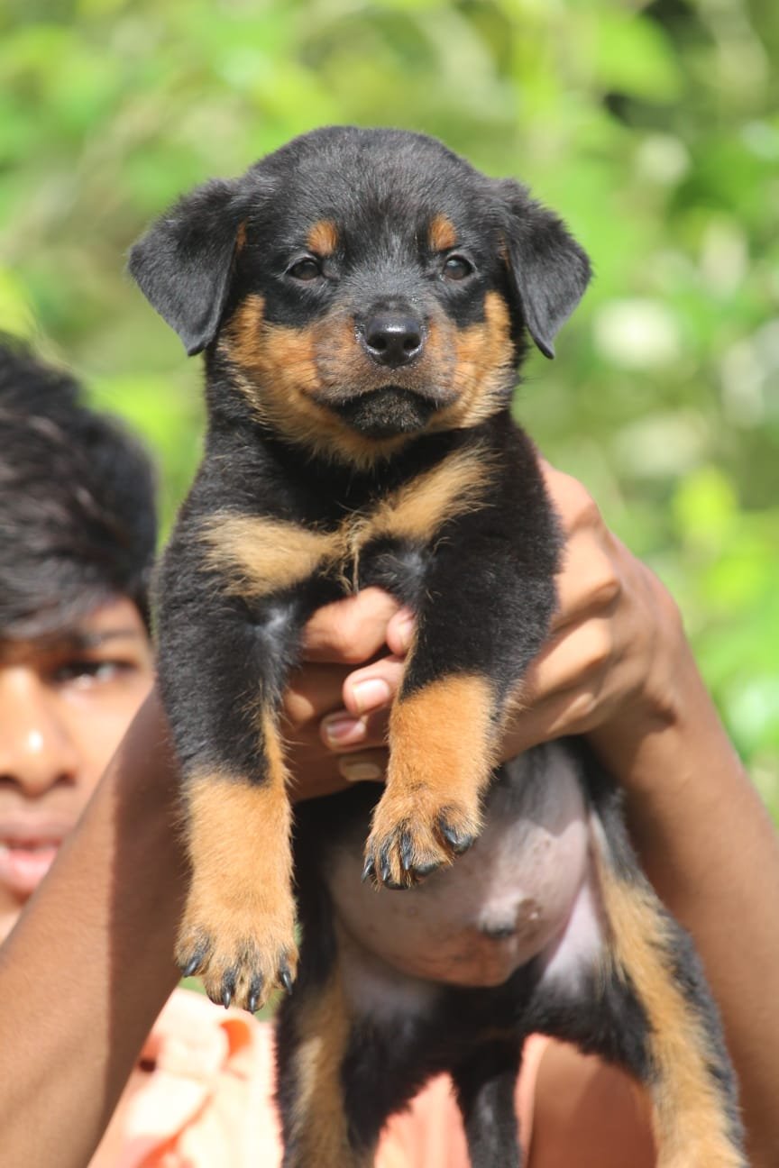 Rottweiler female puppies for sale in ahmedabad