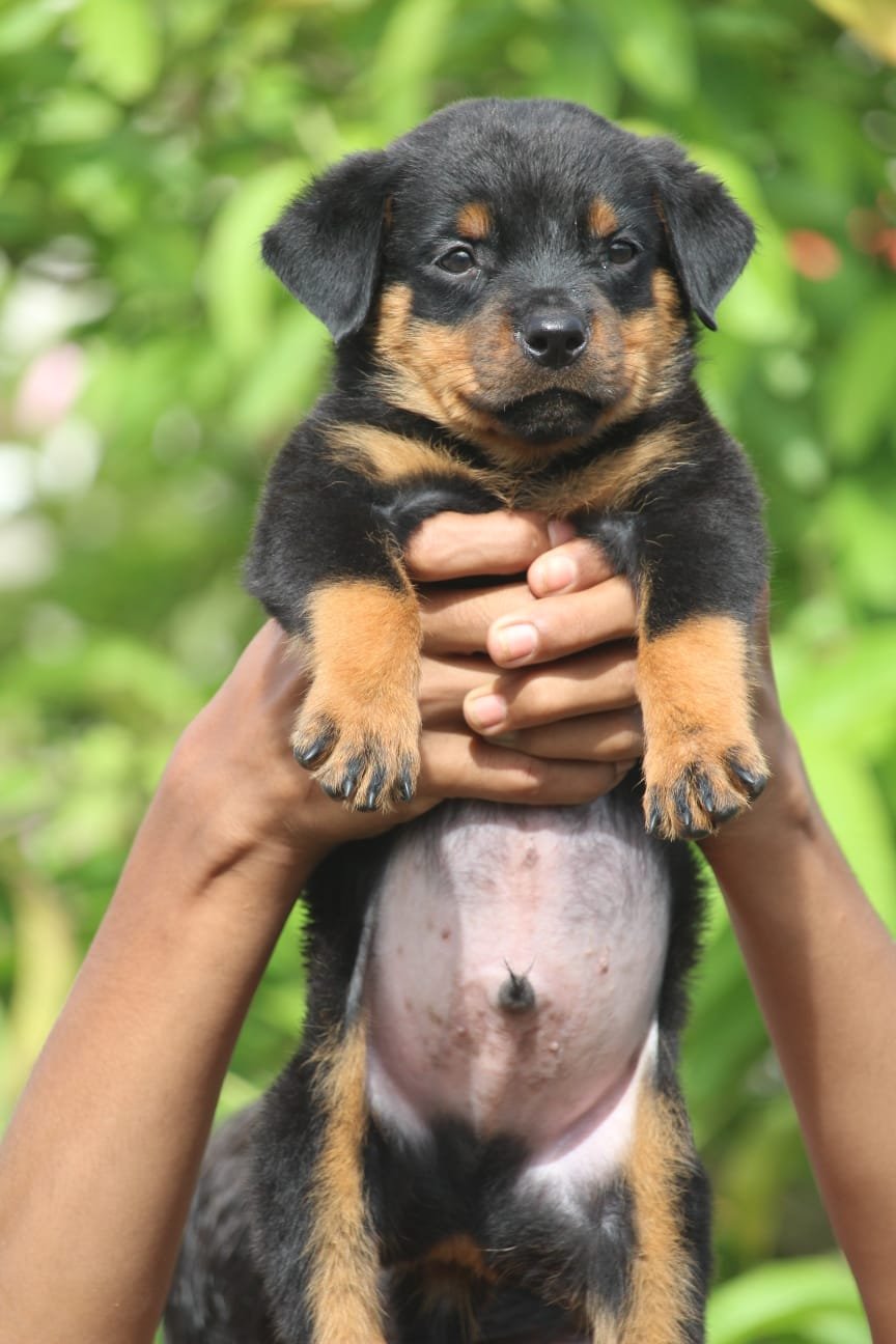 Champion line rottweiler puppies price in ahmedabad