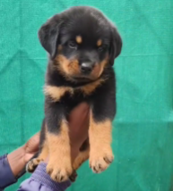 Rottweiler male puppies for sale in ahmedabad