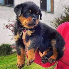 Rottweiler puppy price in India