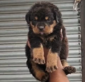 Rottweiler breed price in India