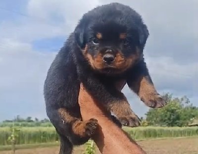 Rottweiler price in India