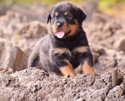 pure breed rottweiler puppies for sale in jaipur