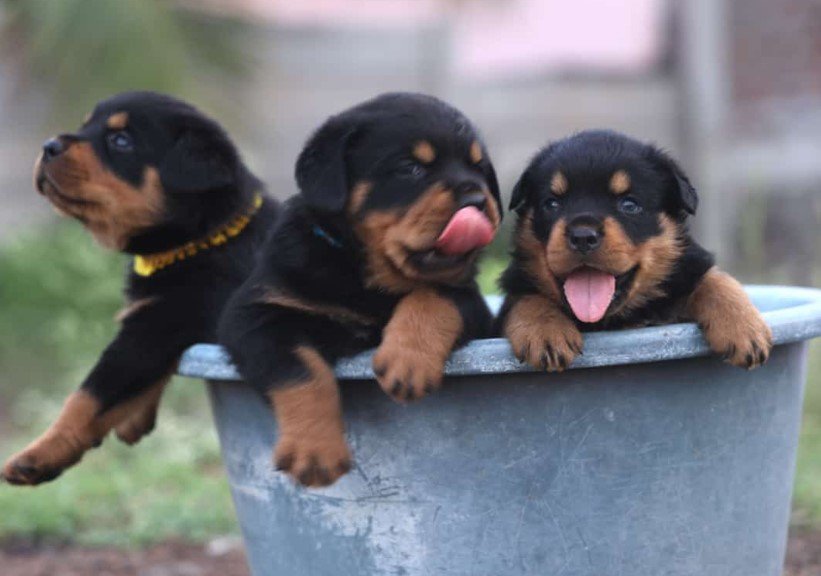 rottweiler puppy price in jaipur