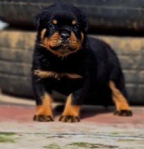 rottweiler dog price in jaipur