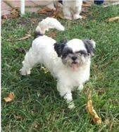 Champion Line Shih-Tzu Puppies Price In Mumbai