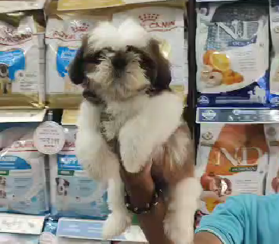 shih tzu dog price in goa